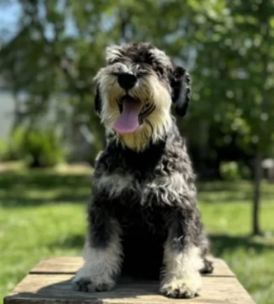 Schnauzer nano cuccioli | Foto 0