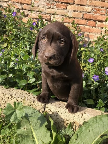 Cucciolo di Labrador  | Foto 4