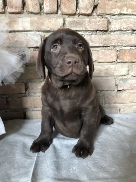 Cucciolo di Labrador  | Foto 0