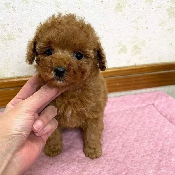 Cuccioli di barboncino toy | Foto 0