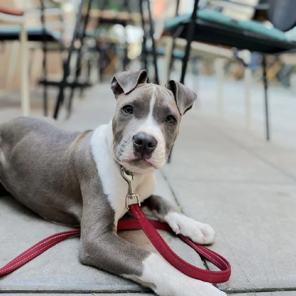 Totti, cucciolo maschio di Amstaff. | Foto 0