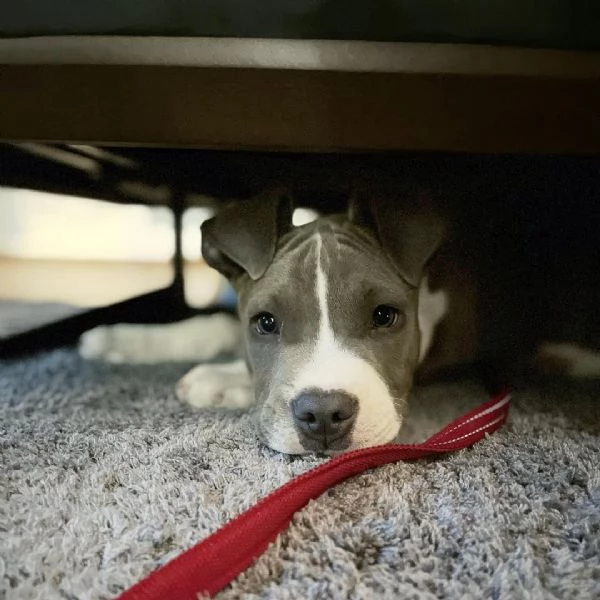 Totti, cucciolo maschio di Amstaff. | Foto 1