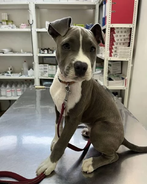 Totti, cucciolo maschio di Amstaff.