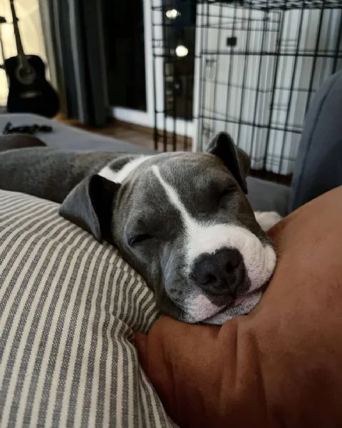 Totti, cucciolo maschio di Amstaff. | Foto 0