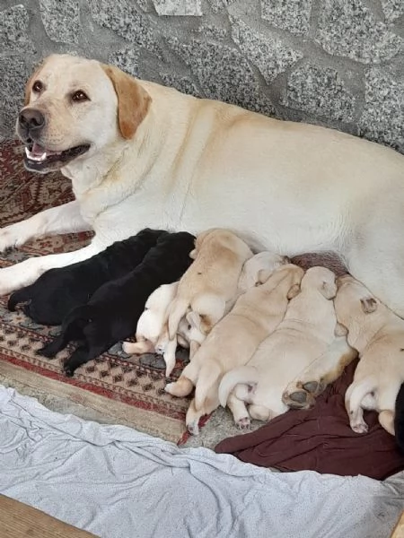 Cuccioli di Labrador con pedigree