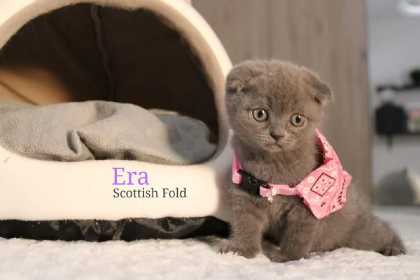 Cuccioli di Scottish Fold e Straight