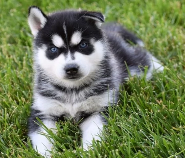 Teneri cuccioli di husky | Foto 1