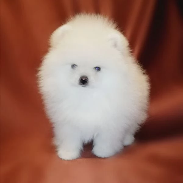 Cuccioli di Pomerania per l'adozione