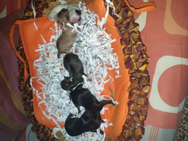 Cuccioli chihuahua disponibili da fine luglio  | Foto 3