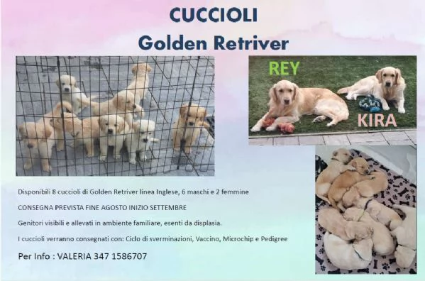 CUCCIOLI DI GOLDEN RETRIVER