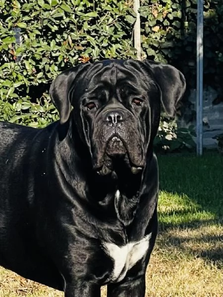 CUCCIOLI CANE CORSO | Foto 3