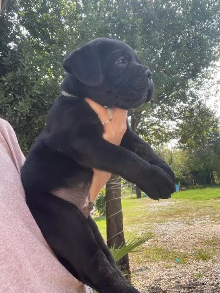 CUCCIOLI CANE CORSO | Foto 0