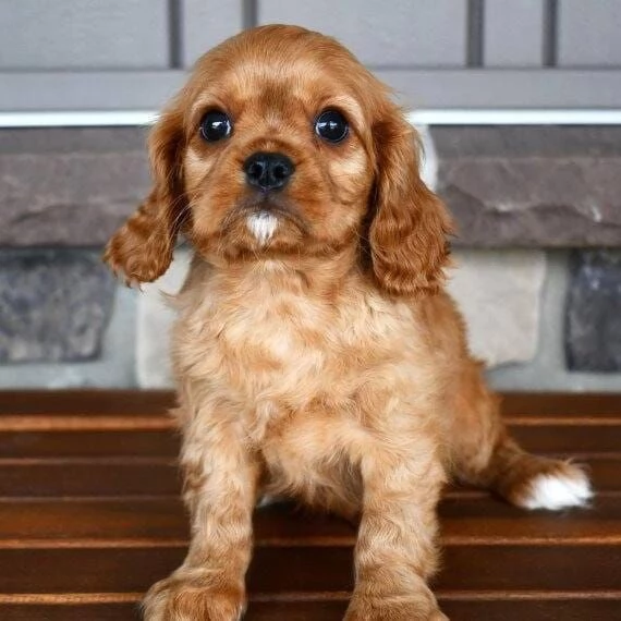 cuccioli di cavalier king femminucce e maschietti disponibili per l'adozione gratuita i cuccioli son