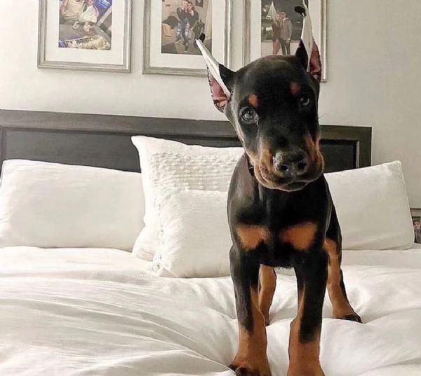 adorabili cuccioli Dobermann femminucce e maschietti disponibili i cuccioli sono vaccinati sverminat