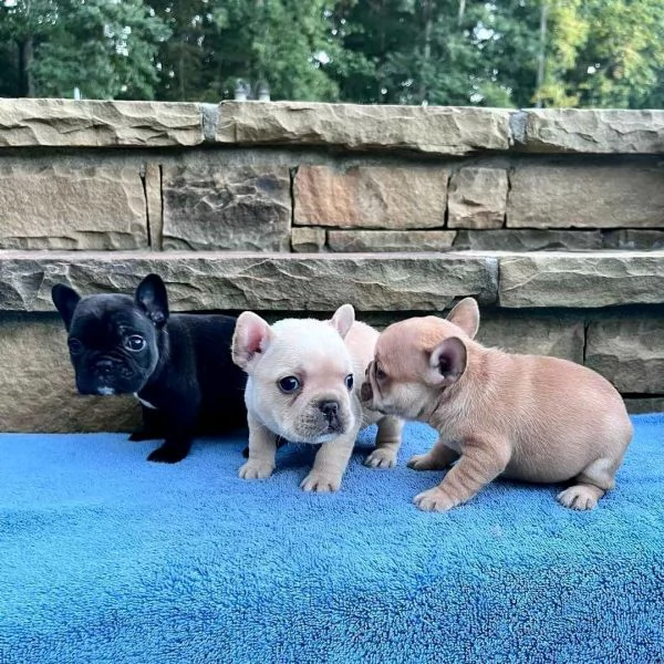 Regala dei cuccioli di bulldog francese | Foto 0