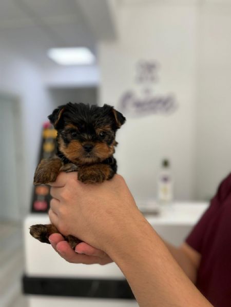 Regala dei cuccioli di Yorkshire | Foto 1