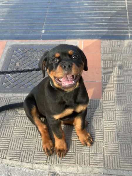 Cucciolo di rottweiler | Foto 0