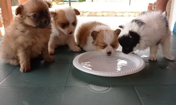 Cuccioli di spitz tedesco piccolo | Foto 6