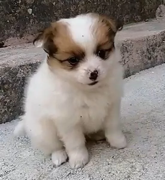 Cuccioli di spitz tedesco piccolo | Foto 4