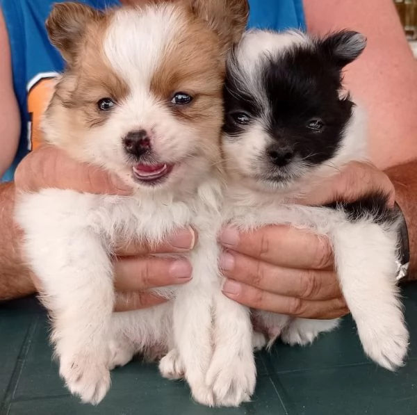 Cuccioli di spitz tedesco piccolo | Foto 2