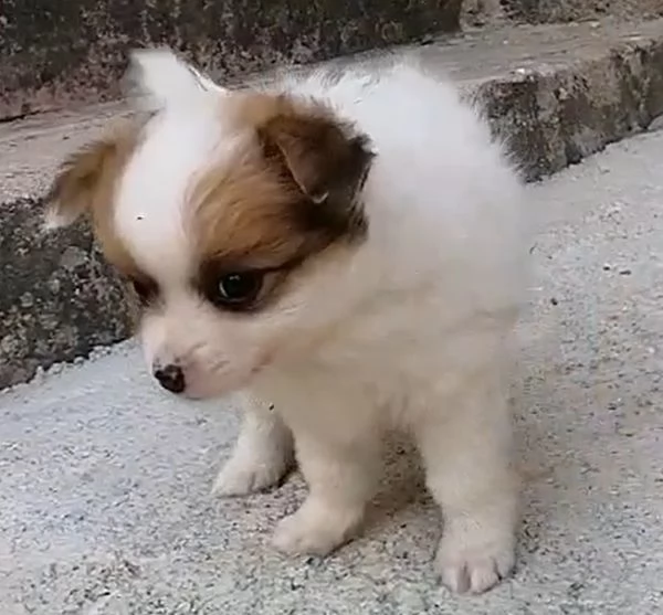 Cuccioli di spitz tedesco piccolo | Foto 1