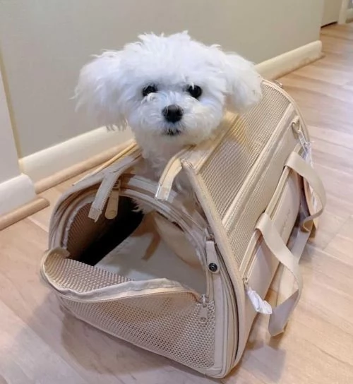 Cuccioli maltesi super adorabili della tazza da tè | Foto 3