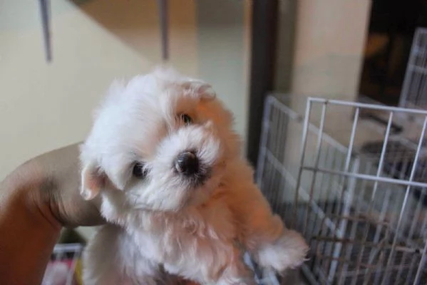 Cuccioli maltesi super adorabili della tazza da tè | Foto 2