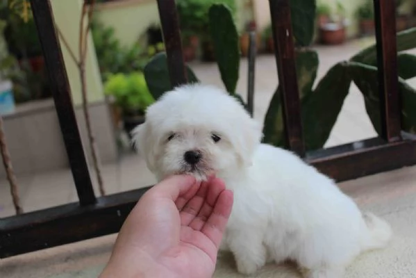 Cuccioli maltesi super adorabili della tazza da tè