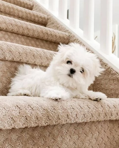 Cuccioli maltesi super adorabili della tazza da tè | Foto 1