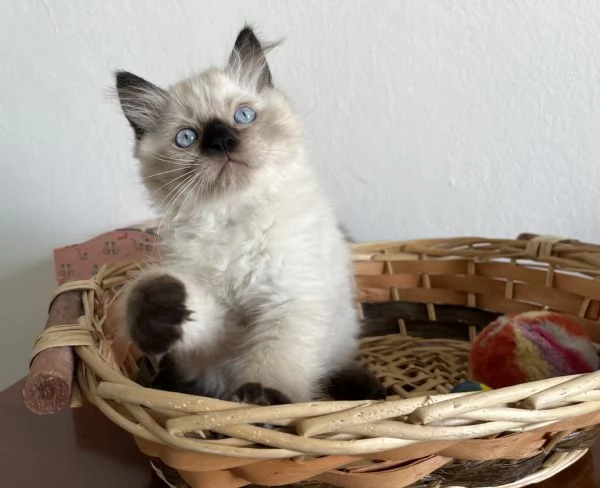 Cuccioli Ragdoll  | Foto 0