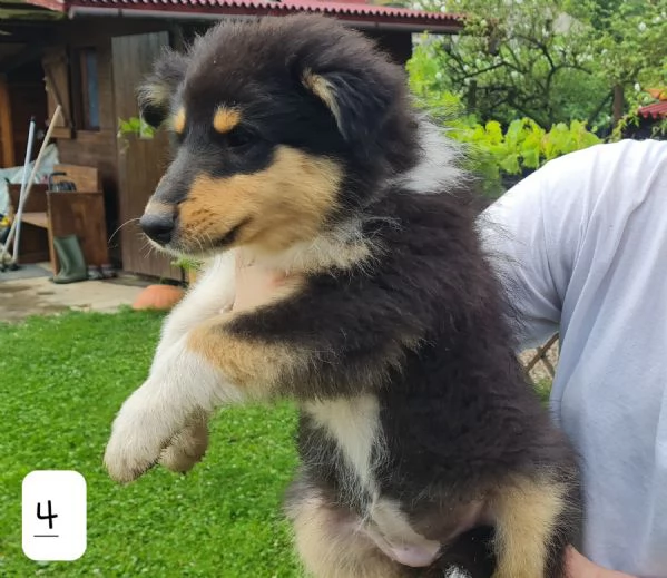 Pastori scozzesi (Collie) cuccioli