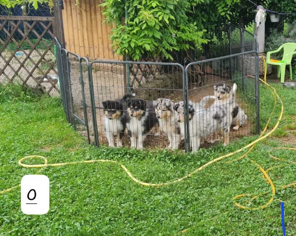 Pastori scozzesi (Collie) cuccioli | Foto 3