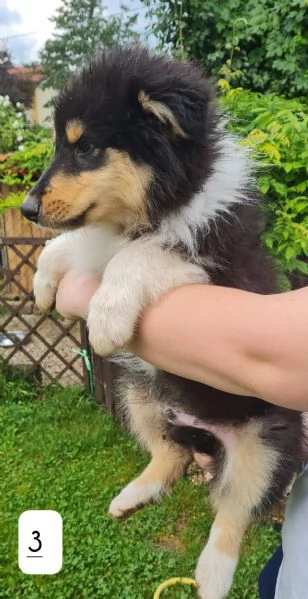 Pastori scozzesi (Collie) cuccioli | Foto 2