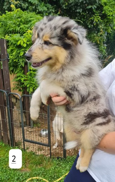 Pastori scozzesi (Collie) cuccioli | Foto 1