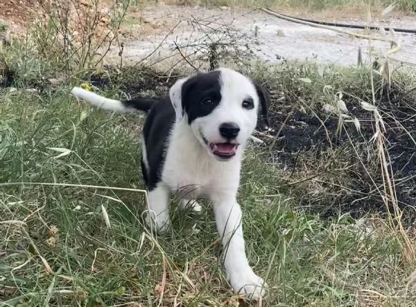 Regalo cagnolini  | Foto 4