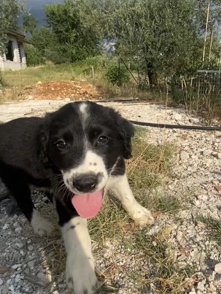 Regalo cagnolini  | Foto 0