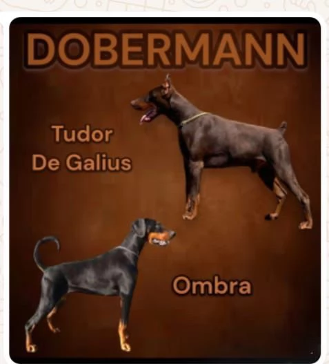 Cuccioli di Dobermann 