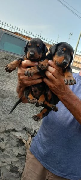 Cuccioli di Dobermann  | Foto 1