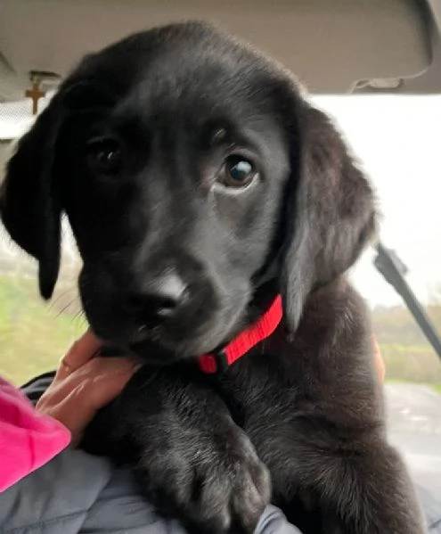 Cucciola di labrador 