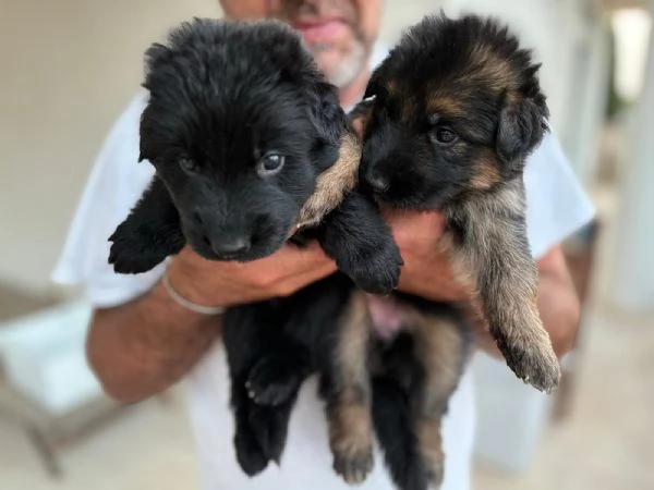 Cuccioli di Pastore Tedesco a pelo lungo