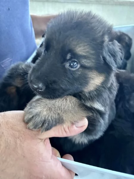 Cuccioli di Pastore Tedesco a pelo lungo | Foto 6