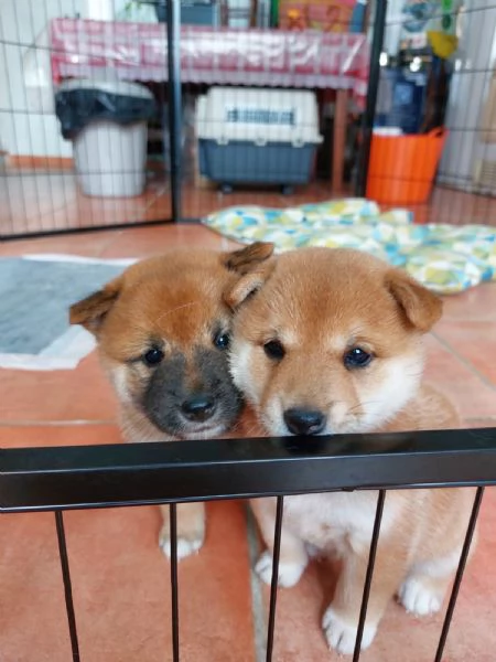 Cuccioli di Shiba Inu