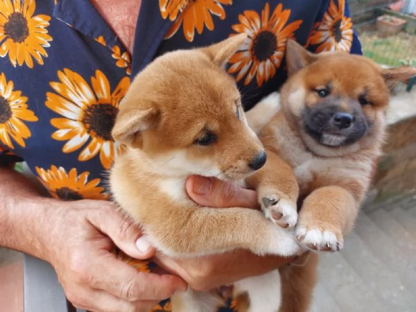 Cuccioli di Shiba Inu | Foto 2