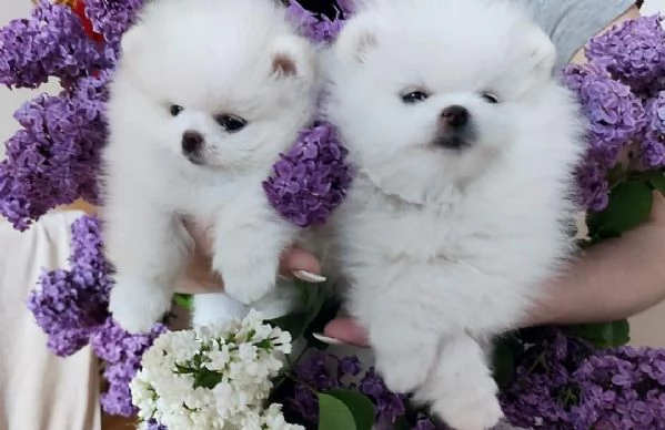 Spitz Pomerania toy di 3 mesi