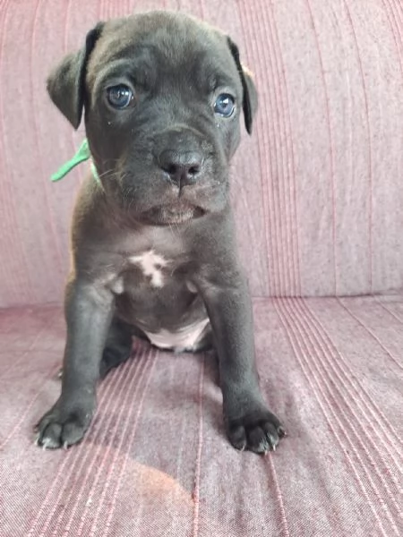 Cuccioli Cane Corso