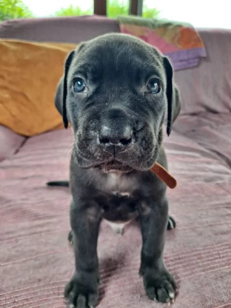 Cuccioli Cane Corso | Foto 2