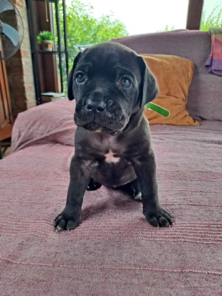 Cuccioli Cane Corso | Foto 0