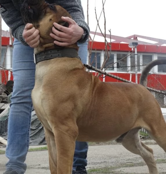 African Boerboel Puppies | Foto 2