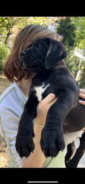 African Boerboel Puppies | Foto 1