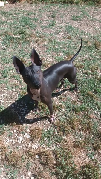 Regalo cane razza american hairless ( cane senza pelo)